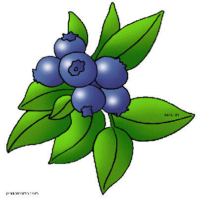 blueberry illustration