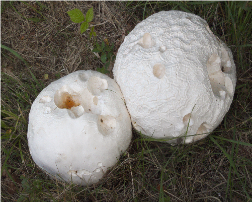 Calvatia gigantea