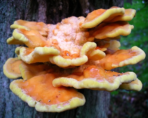 Laetiporus sulphureus