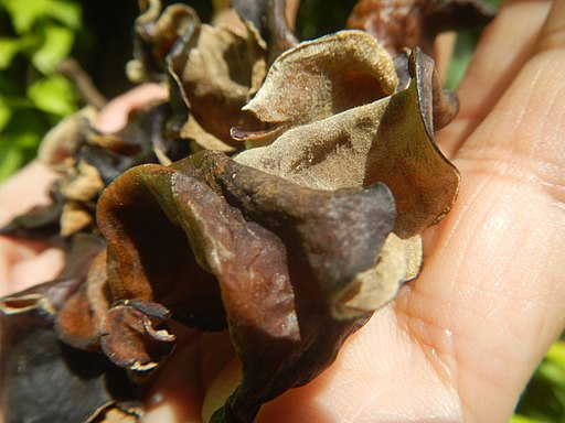 cloud ear fungus